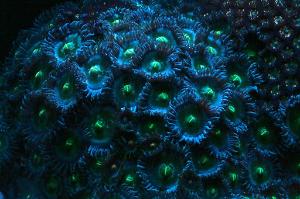 Zoas