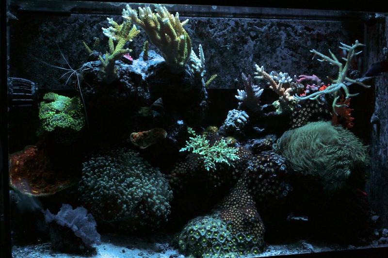 20 gal reef Thumbnail