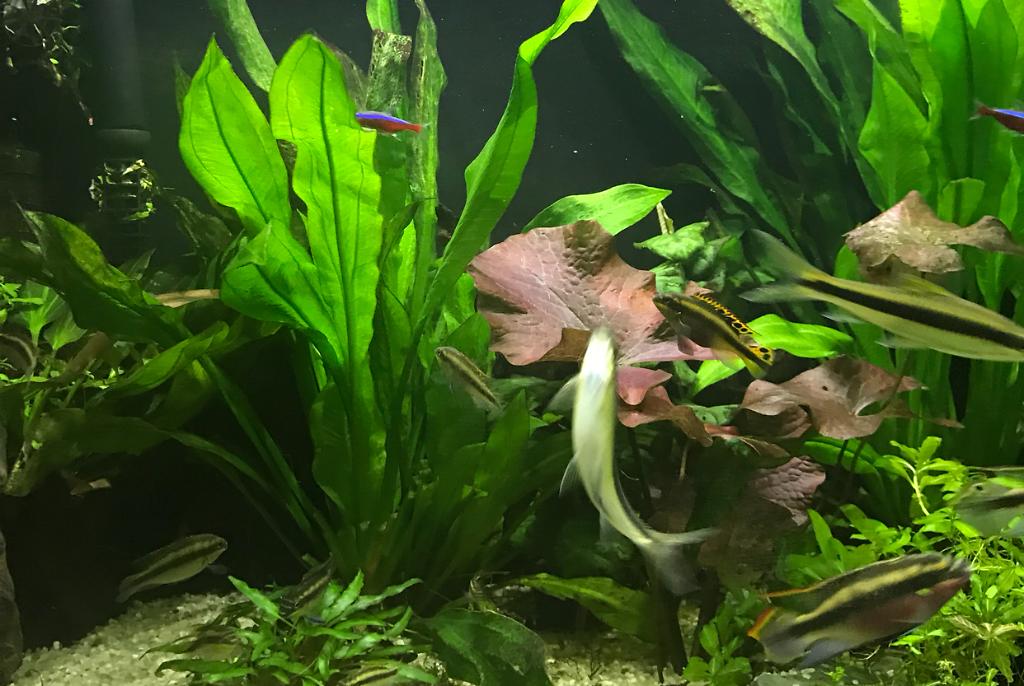 My Aquarium on Nov 1, 2017