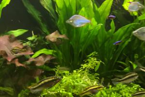 My Aquarium on Nov 1, 2017