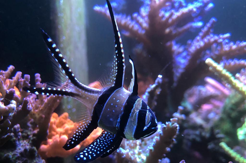 Banggai Cardinalfish / Pterapogon kauderni 1706