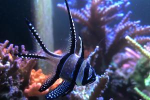 Banggai Cardinalfish Thumbnail