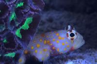 Goby Thumbnail