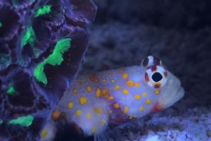 Goby