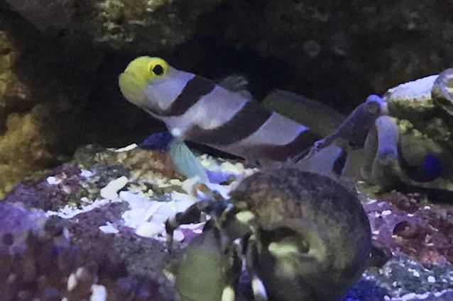 Dracula Goby / Stonogobiops dracula 15