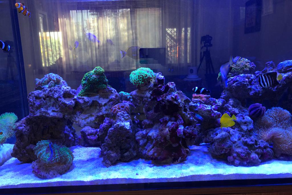 Liviu's Mixed Reef Tank on Nov 5, 2017