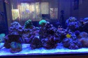 Liviu's Mixed Reef Tank Thumbnail