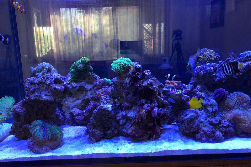 Liviu's Mixed Reef Tank Thumbnail