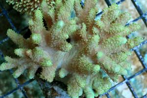 Green Finger Leather Coral Thumbnail