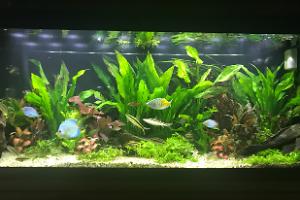 My Aquarium on Nov 6, 2017