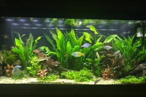 My Aquarium on Nov 6, 2017