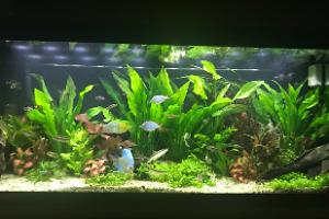 My Aquarium on Nov 6, 2017