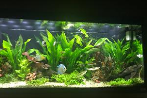 My Aquarium on Nov 6, 2017