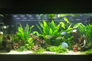 My Aquarium on Nov 6, 2017