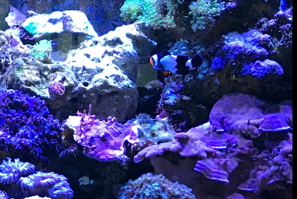 LRSR Aquarium on Nov 6, 2017