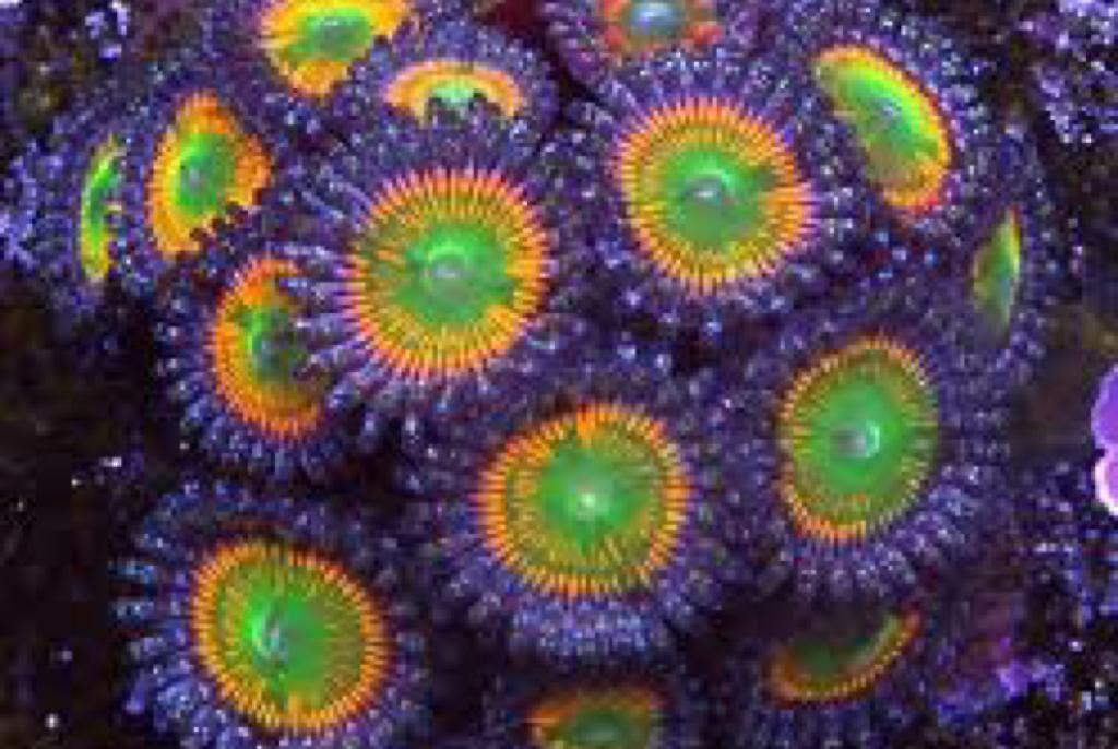 Sunny D Zoa / Zoanthus sp var Sunny D 172