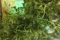 Caulerpa Thumbnail