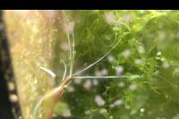 Red Line Cleaner Shrimp Thumbnail