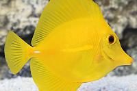 Yellow Tang Thumbnail