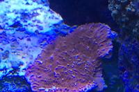 Leaf Plate Montipora Thumbnail