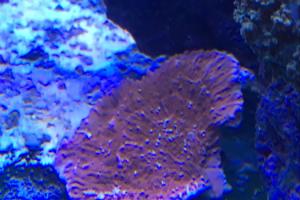 Leaf Plate Montipora