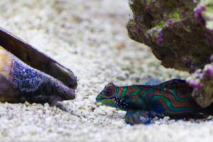 Mandarin Goby