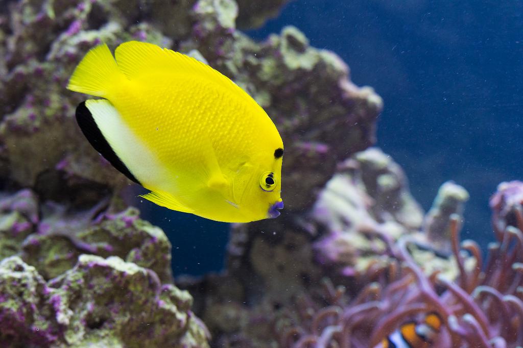 Flagfin Angelfish