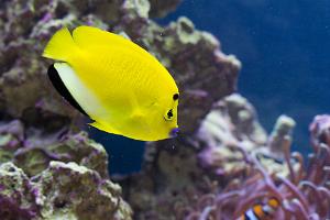 Flagfin Angelfish Thumbnail