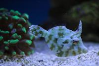 Aptasia Eating Filefish Thumbnail