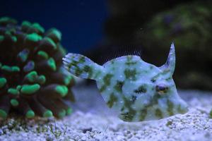 Aptasia Eating Filefish