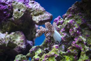 Kenya Tree Coral