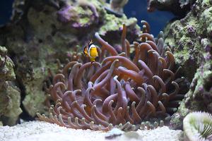 Long Tentacle Anemone