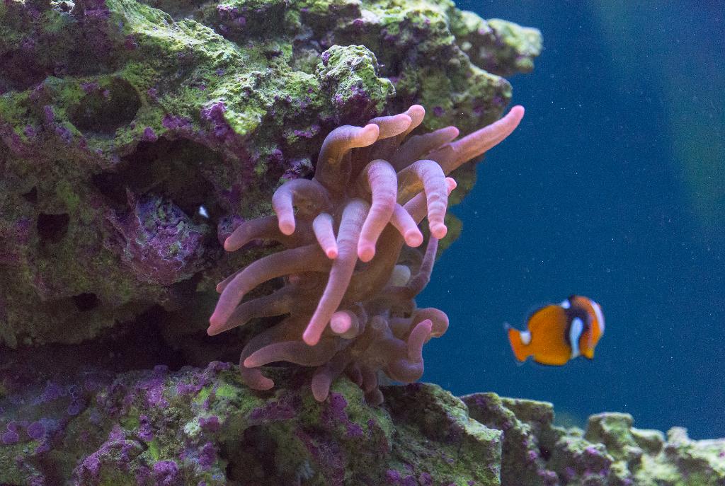 Bubble Tip Anemone