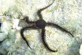 Brittle Sea Star