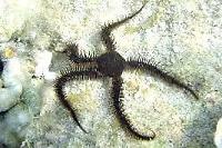 Brittle Sea Star Thumbnail