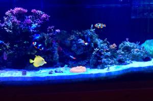 Miguel's Aquarium on Nov 12, 2017