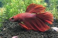 Siamese fighting fish Thumbnail