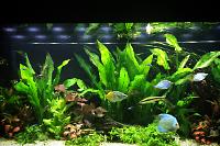 My Aquarium on Nov 16, 2017