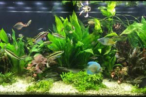 My Aquarium on Nov 16, 2017