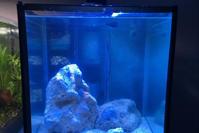 Marine Fish only Aquarium Pondy on Nov 16, 2017