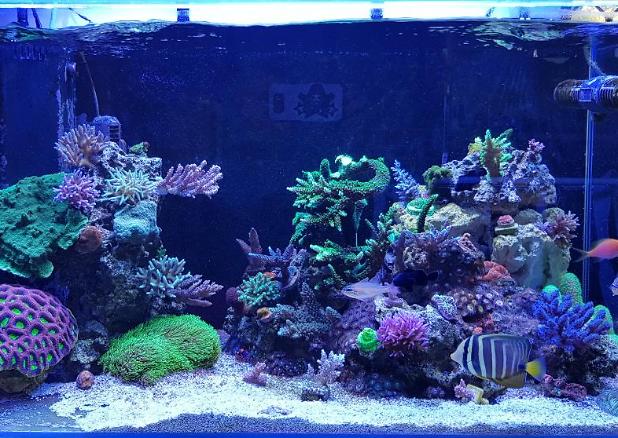 Fugs' Mini Reef 160 on November 18, 2017