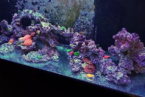 Rods Reef Thumbnail