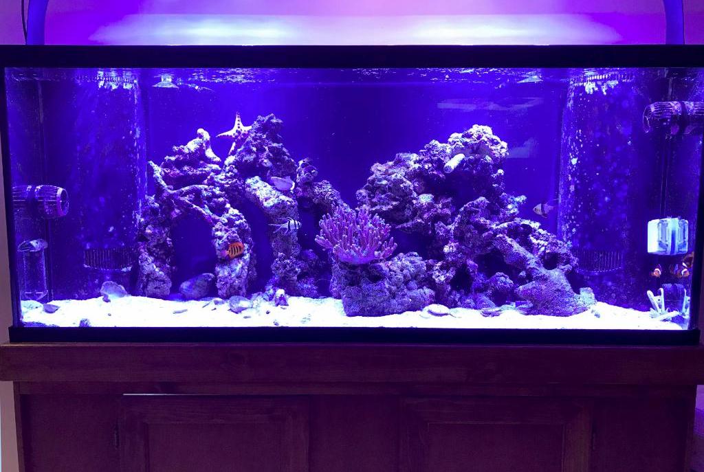 My Aquarium on November 18, 2017