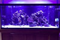 My Aquarium on November 18, 2017