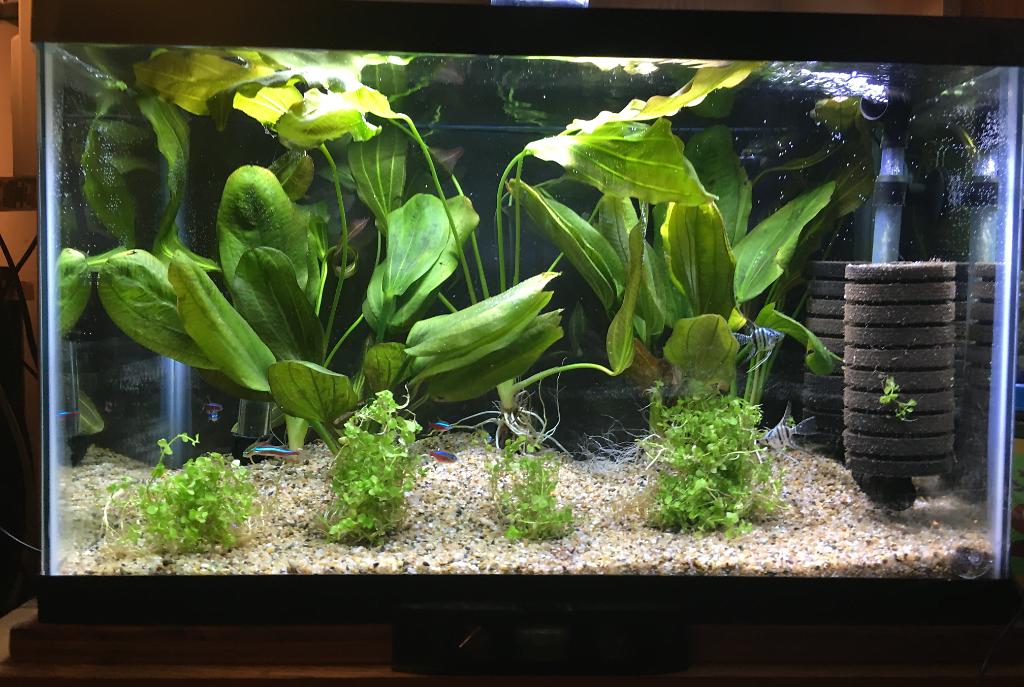 10 Gallon Amazonian (2) on November 18, 2017