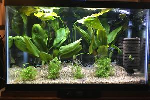 10 Gallon Amazonian (2) Thumbnail