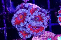 Acanthastrea Thumbnail