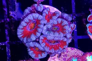 Acanthastrea