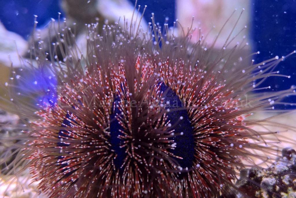 Blue Tuxedo Urchin