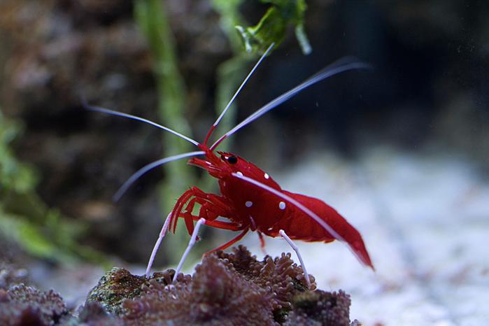 Blood Red Fire Shrimp